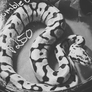 Meet your Posher, Kaiya